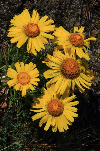 Alpine Sunflowers. Photo by Fred Pflughoft.