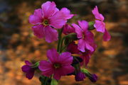 Streamside Parry's Primrose. Photo by Fred Pflughoft.