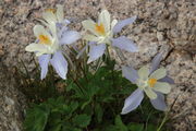 Granite Columbine. Photo by Fred Pflughoft.