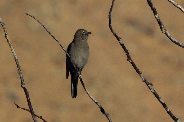 A Solitary Solitaire. Photo by Fred Pflughoft.