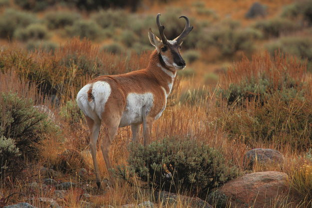 Sagebrush Sentinel. Photo by Fred Pflughoft.