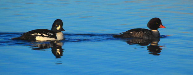 Barrows Goldeneye Pair. Photo by Fred Pflughoft.