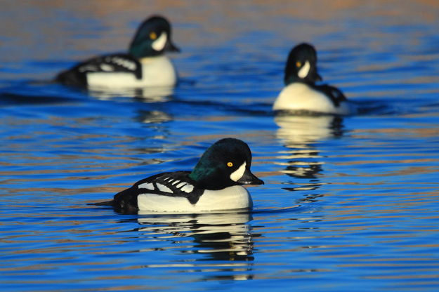 Three's a Company of Barrows Goldeneye. Photo by Fred Pflughoft.