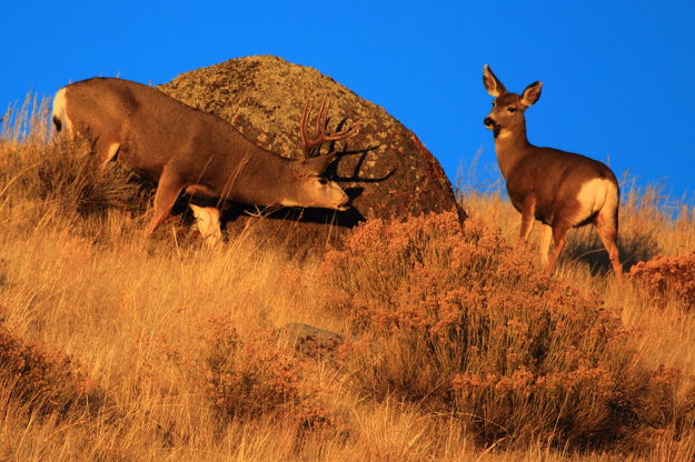 ... I see you!. Photo by Fred Pflughoft.