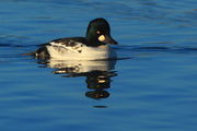 Immature Common Goldeneye . Photo by Fred Pflughoft.