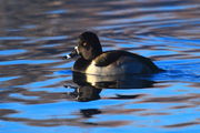 Ring-Necked Duck. Photo by Fred Pflughoft.