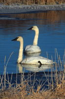 Swans on a pond. Photo by Fred Pflughoft.