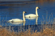 A Lovely Pair. Photo by Fred Pflughoft.