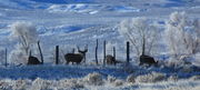 Frosty Fence Line Mulies. Photo by Fred Pflughoft.