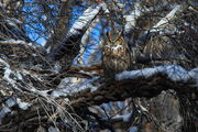 Owl betcha had a hard time finding me. Photo by Fred Pflughoft.