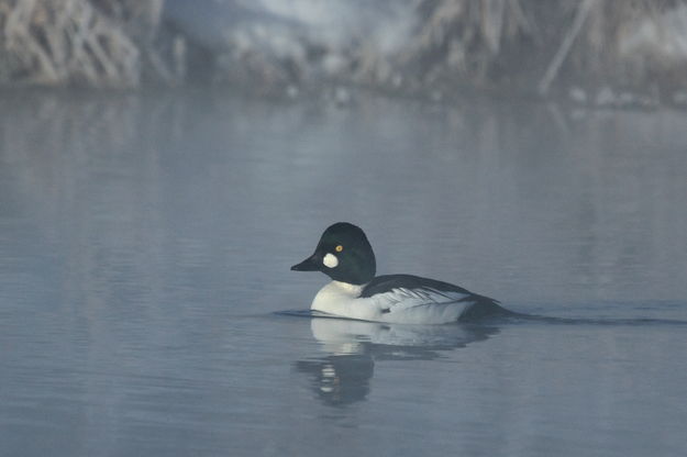 Common Goldeneye ghosting . Photo by Fred Pflughoft.