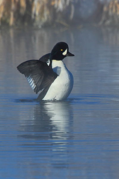 Ah the Winter Air!. Photo by Fred Pflughoft.