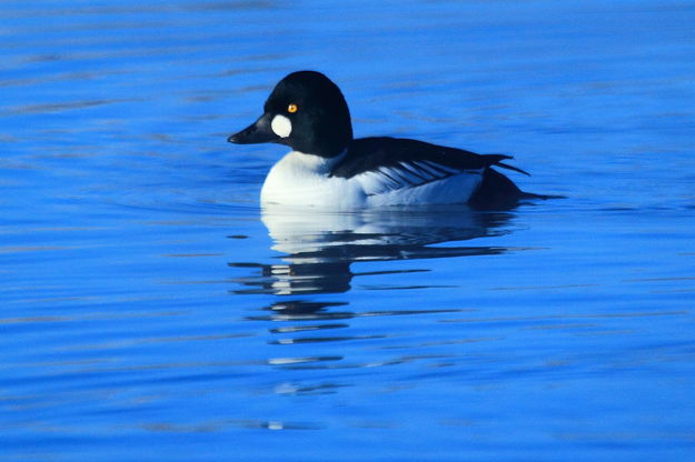 Still wonder why they call me a Goldeneye?. Photo by Fred Pflughoft.