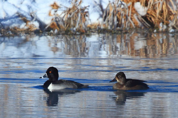 Ring-Necked Duck pair. Photo by Fred Pflughoft.