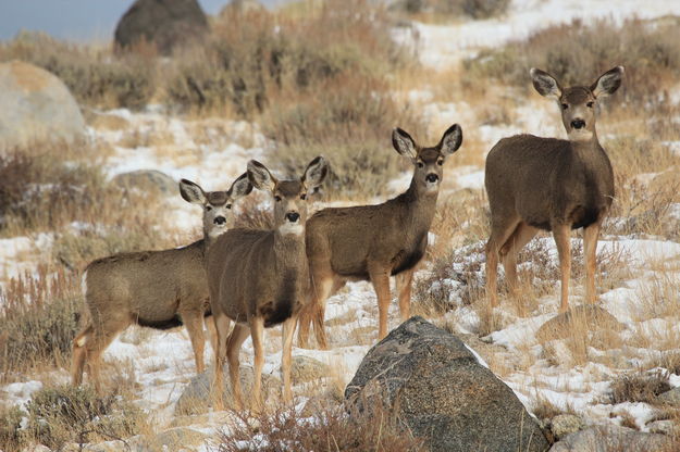 Doe a Deer, Four Female Deer. Photo by Fred Pflughoft.
