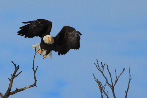 Houston, we have lift off!. Photo by Fred Pflughoft.