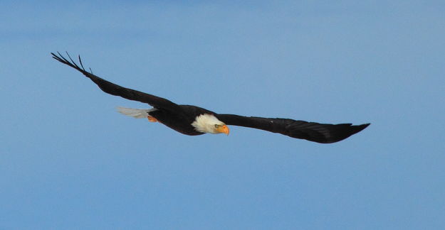 On Wings as an Eagles. Photo by Fred Pflughoft.