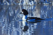 Barrow's Goldeneye on frigid waters. Photo by Fred Pflughoft.