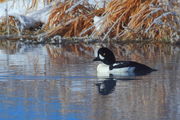 Baby it's cold outside!. Photo by Fred Pflughoft.