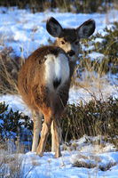 What a Cutie!. Photo by Fred Pflughoft.