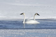 Polar Opposites. Photo by Fred Pflughoft.