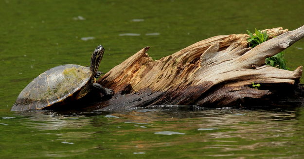 Southern Painted Turtle - Baton Rouge, Louisiana. Photo by Fred Pflughoft.