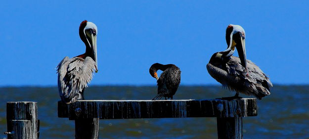 Preening Station - Gulfport, Mississippi. Photo by Fred Pflughoft.