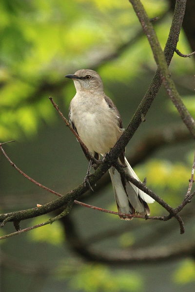 Mockingbird - Tuscaloosa, Alabama. Photo by Fred Pflughoft.