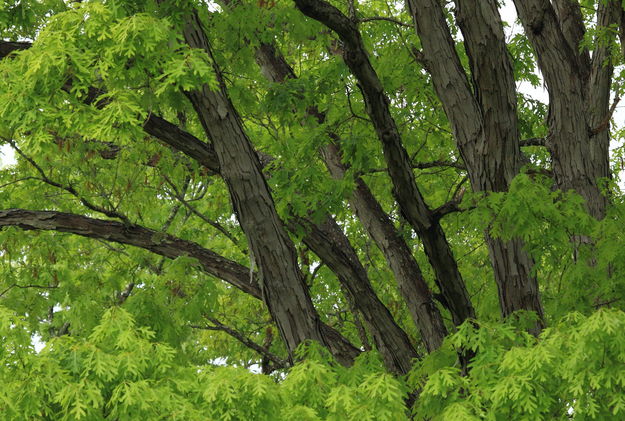 Oak Trees - Tuscaloosa, Alabama. Photo by Fred Pflughoft.