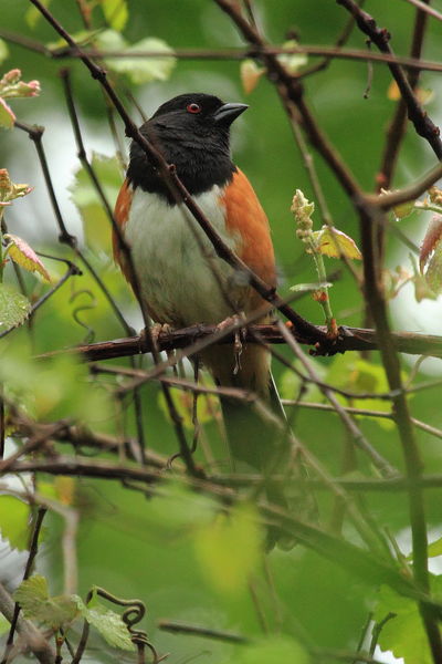 Eastern Towhee - Tuscaloosa, Alabama. Photo by Fred Pflughoft.