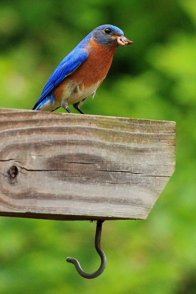 Eastern Bluebird - Tuscaloosa, Alabama. Photo by Fred Pflughoft.