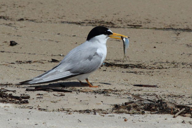 Least Tern - Gulfport, Mississippi. Photo by Fred Pflughoft.