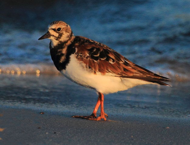 Ruddy Turnstone - Gulfport, Mississippi. Photo by Fred Pflughoft.