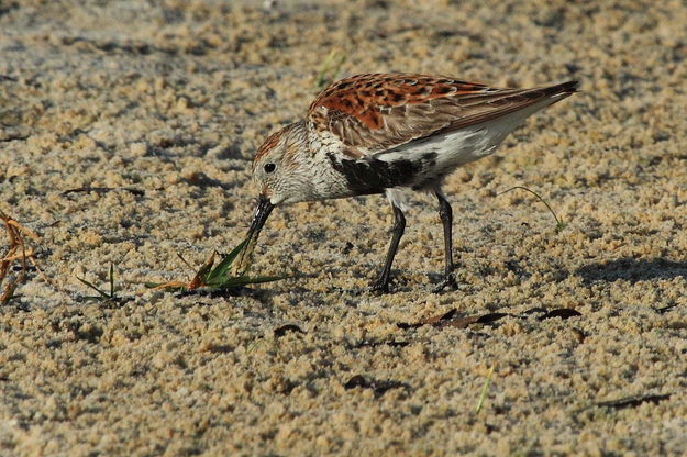 Dunlin - Gulfport, Mississippi. Photo by Fred Pflughoft.