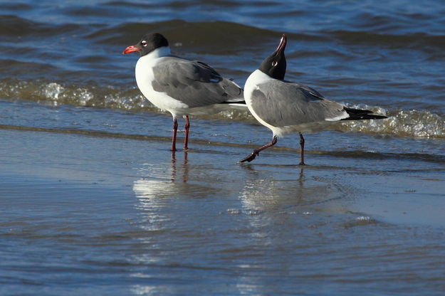 Laughing Gulls Courting - Gulfport, Mississippi. Photo by Fred Pflughoft.