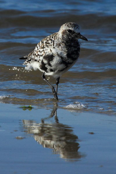 Black-bellied Plover - Gulfport, Mississippi. Photo by Fred Pflughoft.