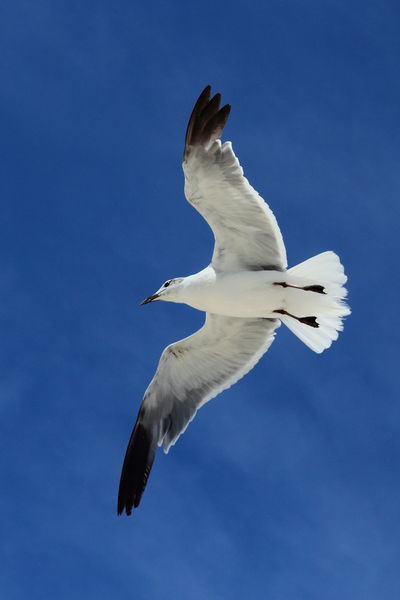 Immature Laughing Gull - Gulf Shores, Alabama. Photo by Fred Pflughoft.