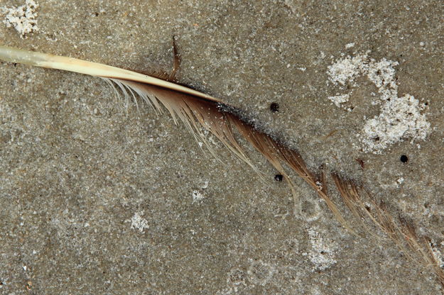 Sand & Feather Detail - Fort Morgan, Alabama. Photo by Fred Pflughoft.