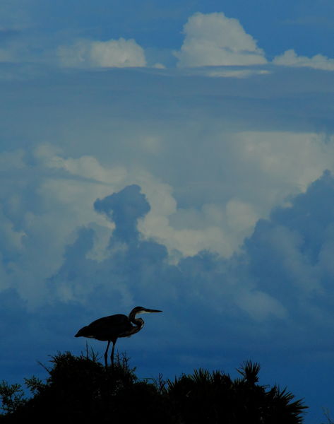 Great Blue Heron Silhouetted against Threatening Sky -Alabama. Photo by Fred Pflughoft.