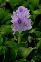 Water Hyacinth - Baton Rouge, Louisiana. Photo by Fred Pflughoft.