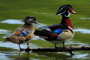 Wood Ducks Resting - Baton Rouge, Louisiana. Photo by Fred Pflughoft.