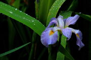 Wild Iris - Tuscaloosa, Alabama. Photo by Fred Pflughoft.
