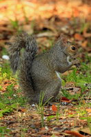 Eastern Gray Squirrel - Gulf Islands Nat'l. Seashore, Mississippi. Photo by Fred Pflughoft.