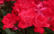 Roses - Rest Area in Mississippi. Photo by Fred Pflughoft.