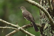 Mockingbird - Mississippi. Photo by Fred Pflughoft.