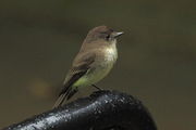 Eastern Phoebe - Tuscaloosa, Alabama. Photo by Fred Pflughoft.