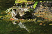 Bull Frog - Tuscaloosa, Alabama. Photo by Fred Pflughoft.