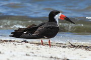 Black Skimmer - Gulfport, Mississippi. Photo by Fred Pflughoft.