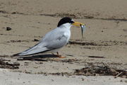 Least Tern - Gulfport, Mississippi. Photo by Fred Pflughoft.