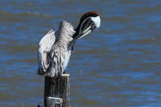 Brown Pelican Preening - Gulfport, Mississippi. Photo by Fred Pflughoft.